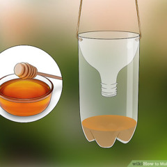 Beez in the drum and bass trap