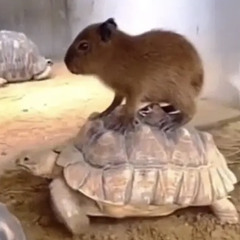 mistfulplays - untitled (slowed)