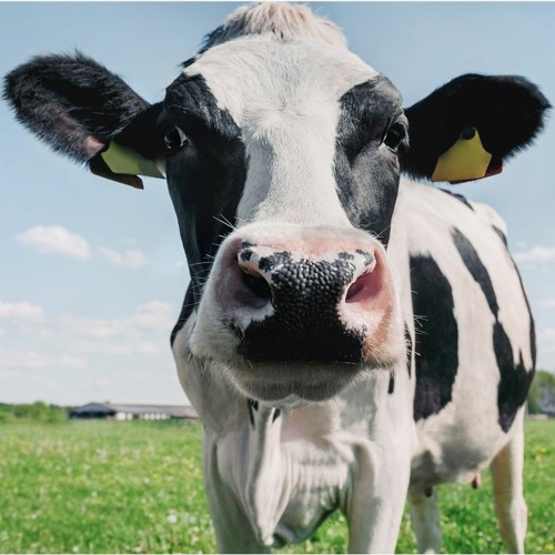 Mooing Dutch - Amongst Other Things (Extended Mix)