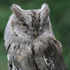 Eurasian Scops Owl (Otus scops), song