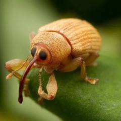 infinity @turdymanjone