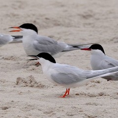 Common Tern Colony -- Sable Island National Park Reserve, Nova Scotia, Canada
