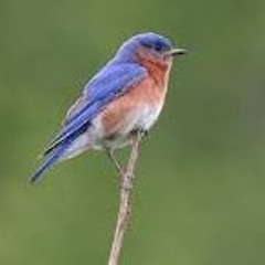 Bluebird  ft Solaria