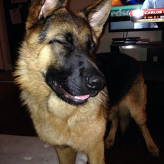 sad dog singin' a tune