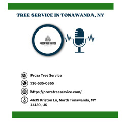 tree-inspection-frequency-north-tonawanda-ny