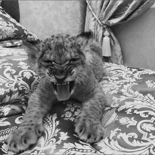 Samsung (only Kadis)