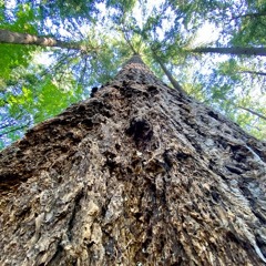 Hoyt Arboretum Soundwalk - A Soundwalk by Andy Akiho