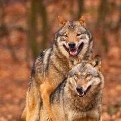 Wolf Pack