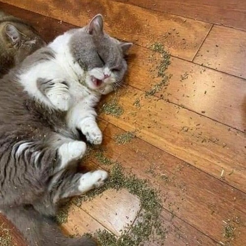 캣닢대신 떨먹은 고양이 🥬