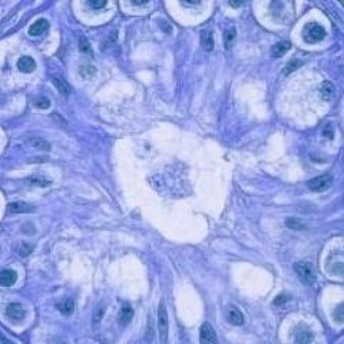 Mutation In The Body (156 Bpm) >MASTER> OUT NOW!! VA-Forest Critters Vol.1 @ Maniac Productions