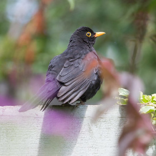 Robin and Blackbird (Evening)