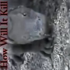 largets lizard in the world.