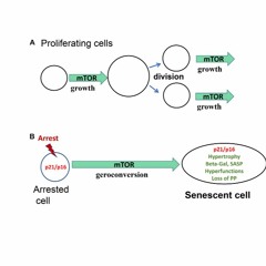 Cellular Senescence: When Growth Stimulation Meets Cell Cycle Arrest