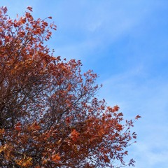 Autumn Is Coming And I Hate Winter