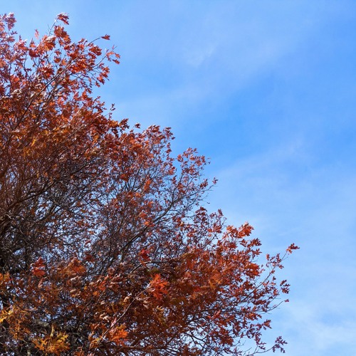 Autumn Is Coming And I Hate Winter