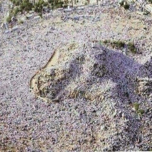 سورة يس _ سورة الصافات _ سورة الرحمن _ سورة الواقعة _ سورة الملك _ القارئ بدر التركي(M4A_128K).m4a