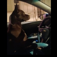 210v - yungbratz ft xagross(hoodtrap)