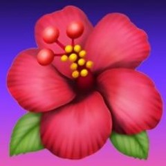 magenta frolla