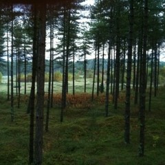 Newborough forest, Isle of Angelsey, WALES