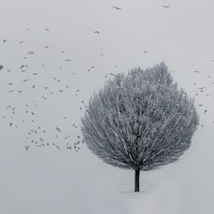 A Roost In Midwinter