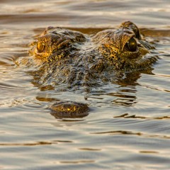 Acapella [a girl called]