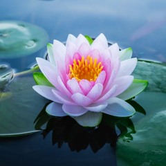 Blooming Lotus Meditation