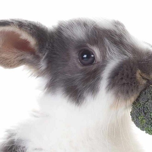 Can a Rabbit Eat Broccoli: The Ultimate Guide to Healthy Diets for Rabbits