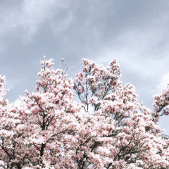 frühlingserwachen