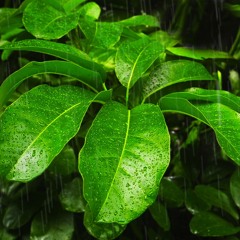 Rainstorm On Tropical Canopy For Relaxation Or Sleep (75 Minutes)