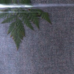 Hello Ethan ft LayQuiet