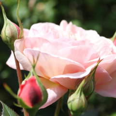 The Rose