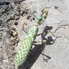 YABADABADUDd -(2015)