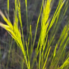 Trapped in your reign