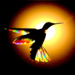 hummingbirds don't die they just stop flying