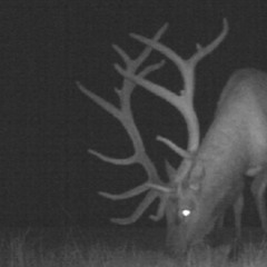 Buckshot (FREE)