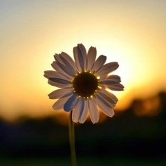 روضة الهادي نبينا ا محمد عوض