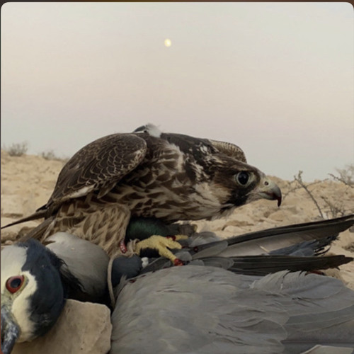 للطير حب مستباح♥️