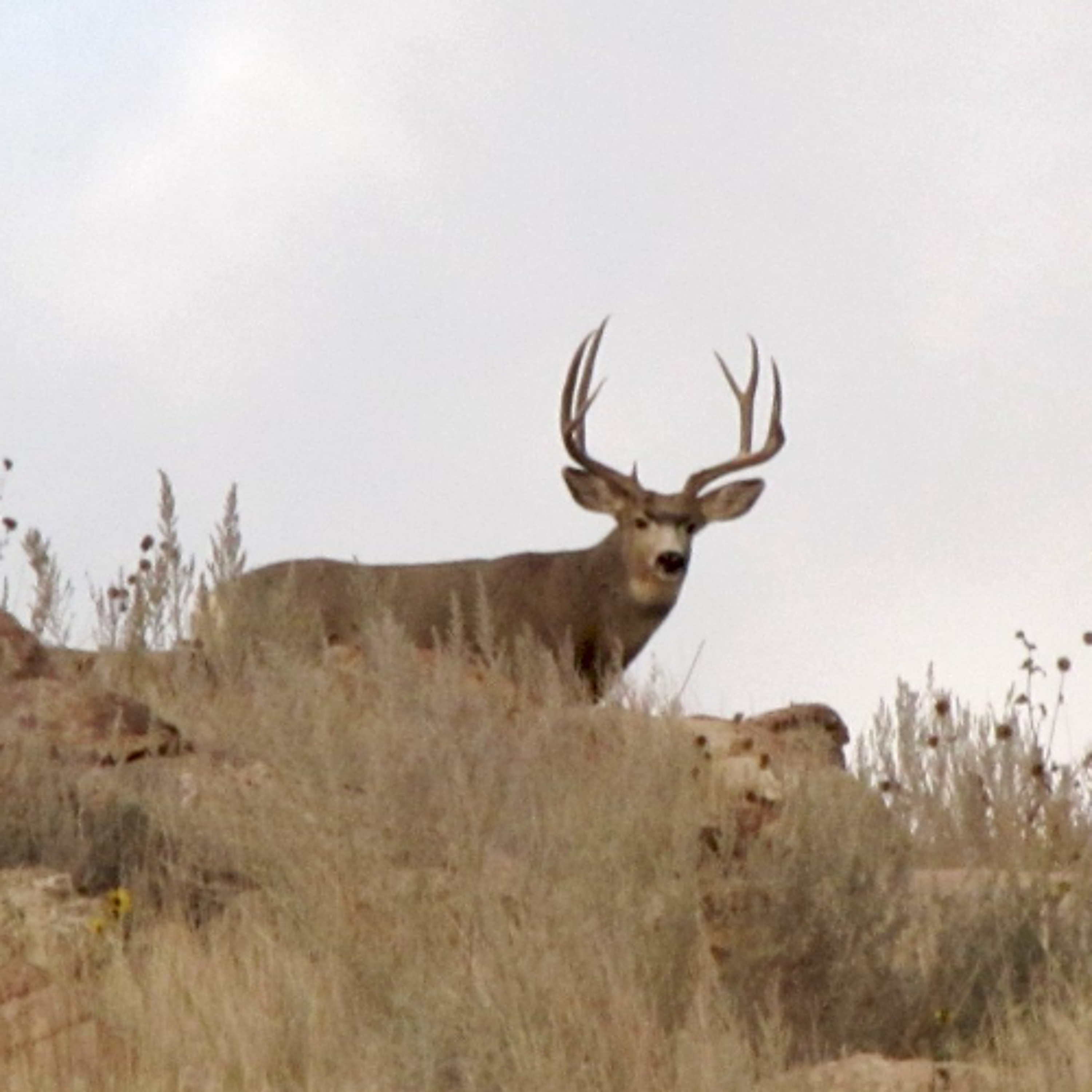 New deer management plan targets chronic wasting disease in La Sal Mountains episode artwork
