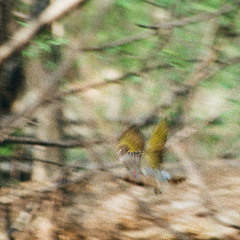 central park ramble 04.22.25 (binaural)