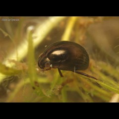 hk_calm-steady_tracks_427