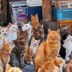 Cat Island