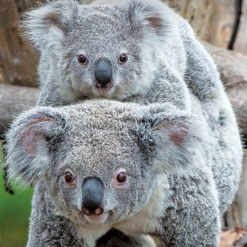 Stream [PDF]⚡ San Diego Zoo Official Guidebook from Tarahines | Listen