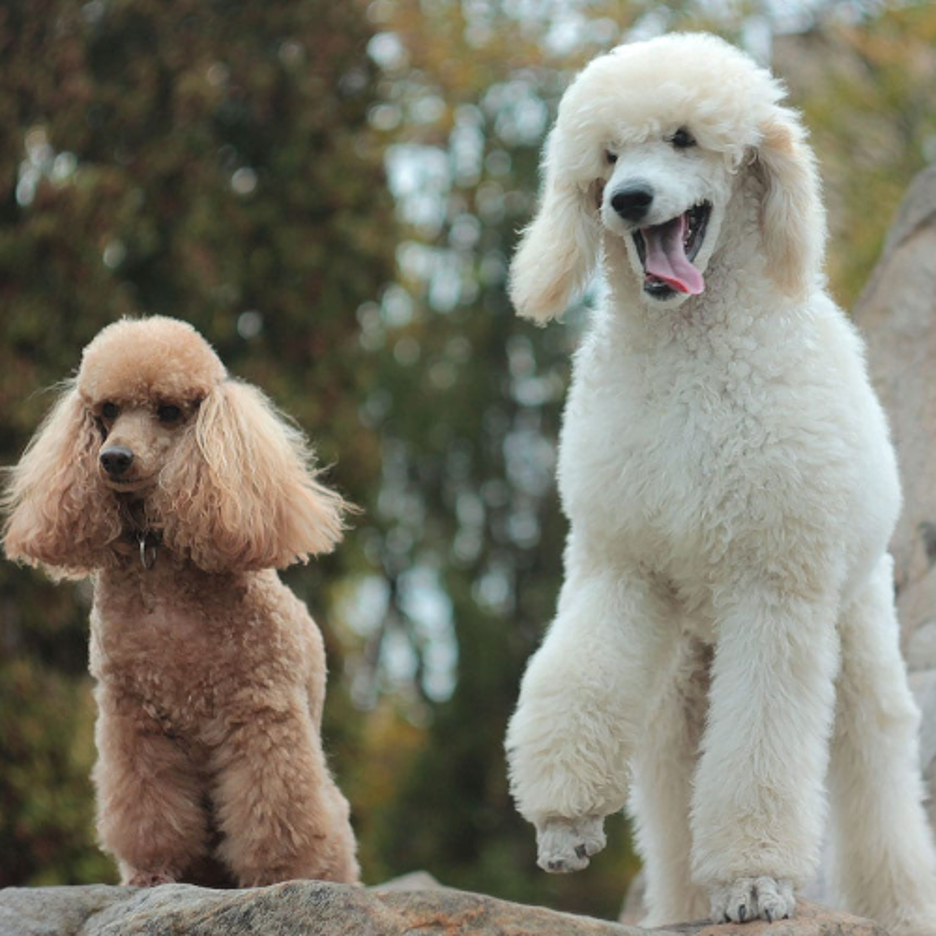 Poodles episode artwork