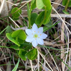 Fjellblomst