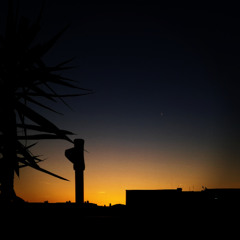 a lizard watching every sunset