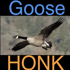 Goose HONK
