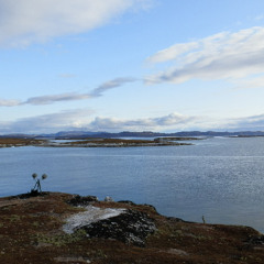 Ikerasakittut - Ile aux sternes arctiques