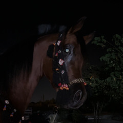 ياطرف الكحيل♥️🐎