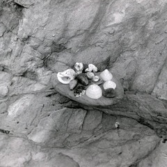 Order of the Odonata Voice - Master 02