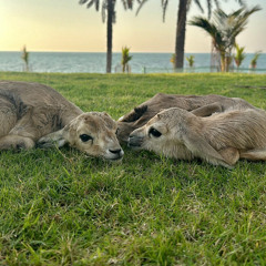 ‎⁨الموعد - عيضة المنهالي⁩